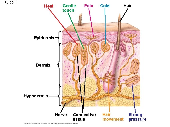 Fig. 50 -3 Heat Gentle touch Pain Cold Hair Epidermis Dermis Hypodermis Nerve Connective