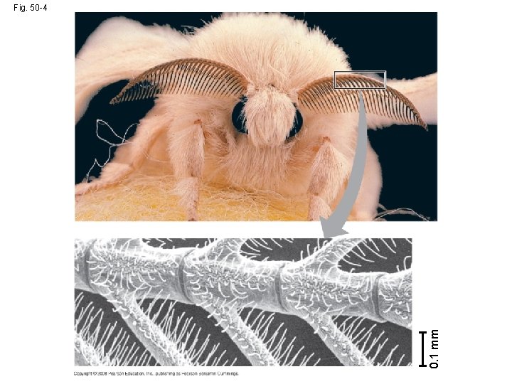 0. 1 mm Fig. 50 -4 