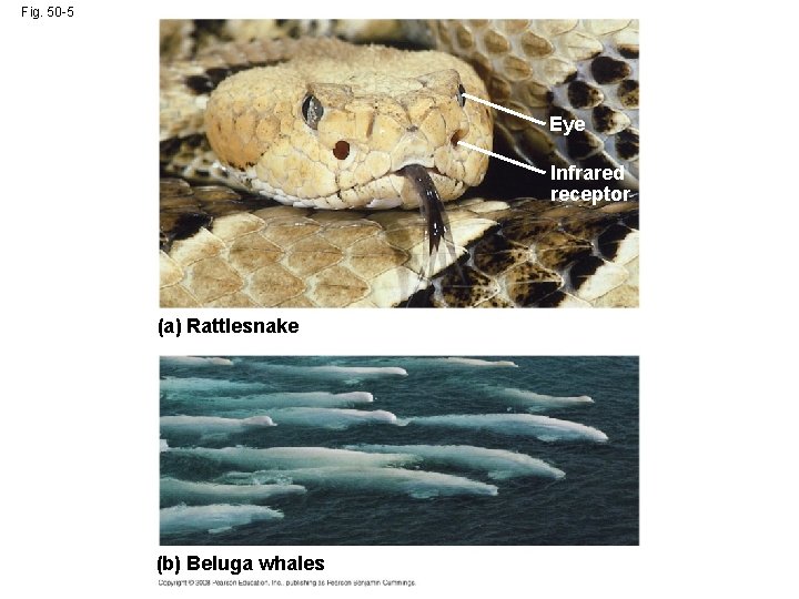 Fig. 50 -5 Eye Infrared receptor (a) Rattlesnake (b) Beluga whales 