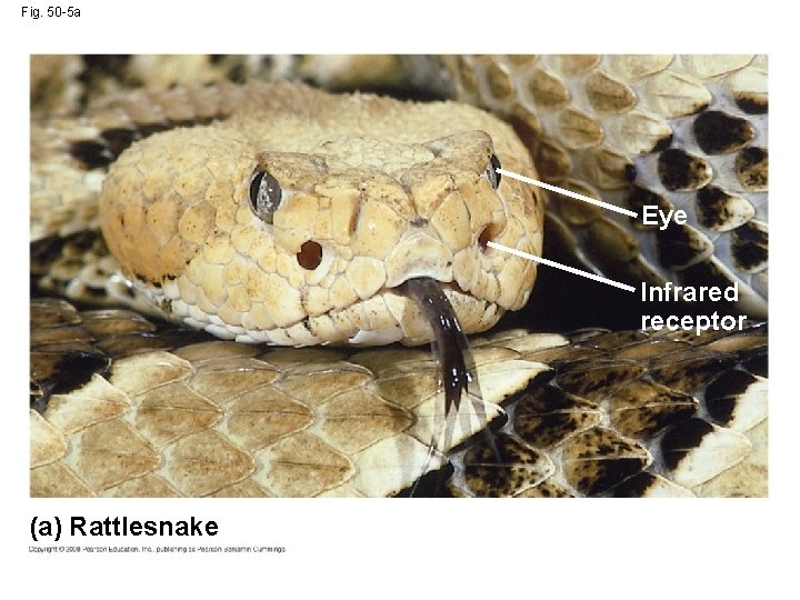 Fig. 50 -5 a Eye Infrared receptor (a) Rattlesnake 