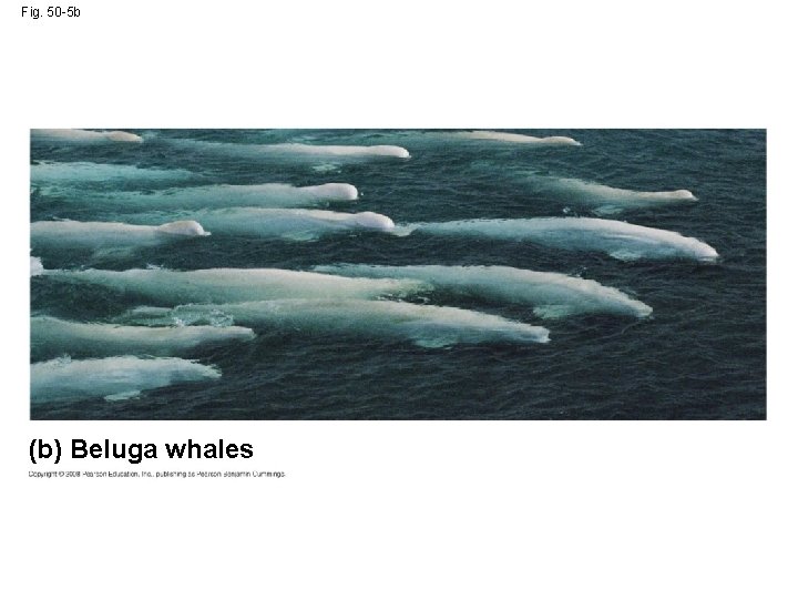 Fig. 50 -5 b (b) Beluga whales 