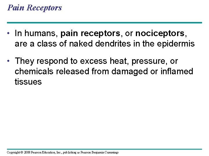 Pain Receptors • In humans, pain receptors, or nociceptors, are a class of naked