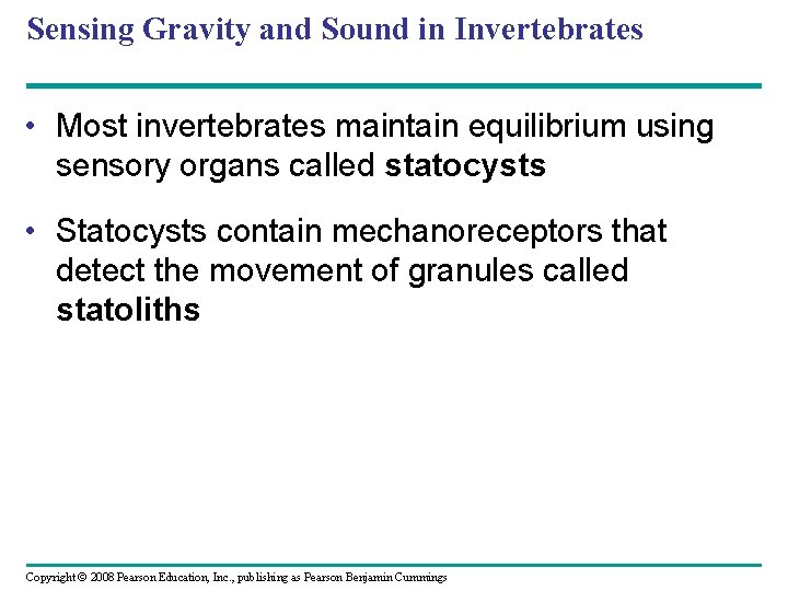 Sensing Gravity and Sound in Invertebrates • Most invertebrates maintain equilibrium using sensory organs
