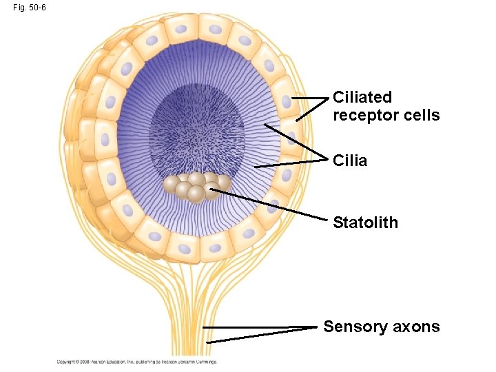 Fig. 50 -6 Ciliated receptor cells Cilia Statolith Sensory axons 