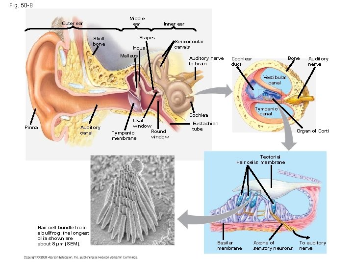 Fig. 50 -8 Middle ear Outer ear Skull bone Inner ear Stapes Incus Malleus