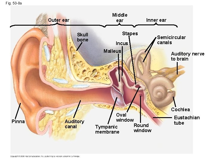 Fig. 50 -8 a Middle ear Outer ear Skull bone Inner ear Stapes Incus
