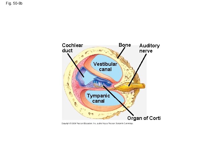 Fig. 50 -8 b Bone Cochlear duct Auditory nerve Vestibular canal Tympanic canal Organ