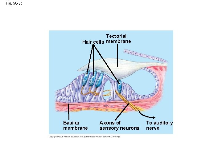 Fig. 50 -8 c Tectorial Hair cells membrane Basilar membrane Axons of sensory neurons