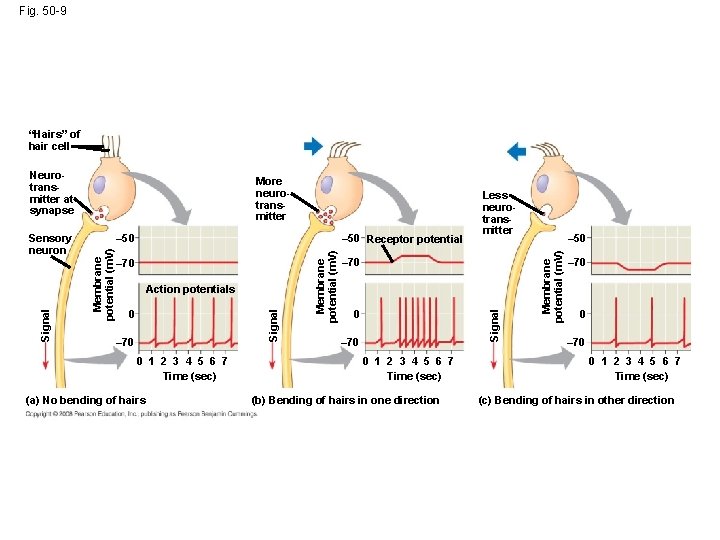 Fig. 50 -9 “Hairs” of hair cell – 50 Receptor potential Action potentials Signal