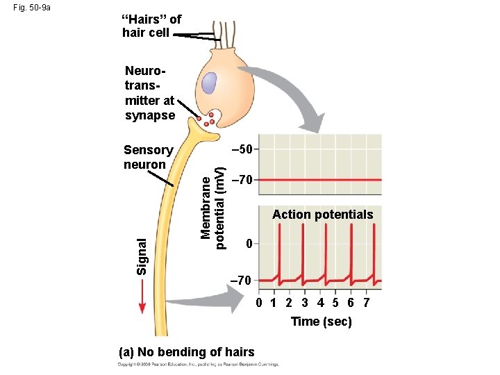“Hairs” of hair cell Neurotransmitter at synapse – 50 Membrane potential (m. V) Sensory