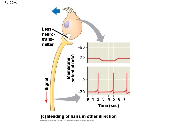 Fig. 50 -9 c – 50 Membrane potential (m. V) Signal Less neurotransmitter –