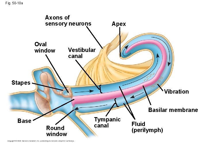 Fig. 50 -10 a Axons of sensory neurons Oval window Apex Vestibular canal Stapes