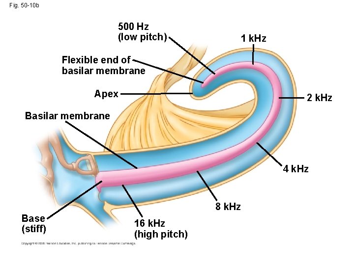 Fig. 50 -10 b 500 Hz (low pitch) 1 k. Hz Flexible end of