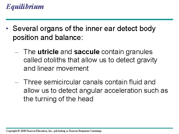 Equilibrium • Several organs of the inner ear detect body position and balance: –