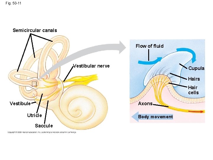 Fig. 50 -11 Semicircular canals Flow of fluid Vestibular nerve Cupula Hairs Hair cells