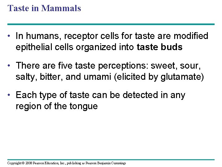 Taste in Mammals • In humans, receptor cells for taste are modified epithelial cells