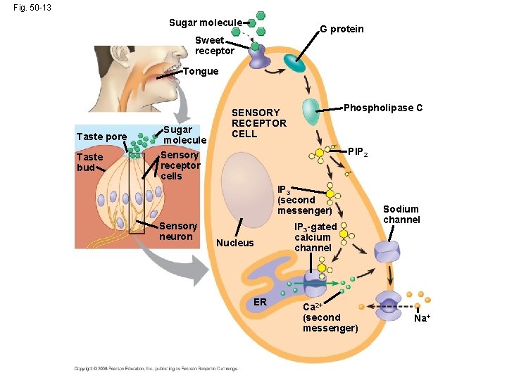 Fig. 50 -13 Sugar molecule G protein Sweet receptor Tongue Taste pore Taste bud