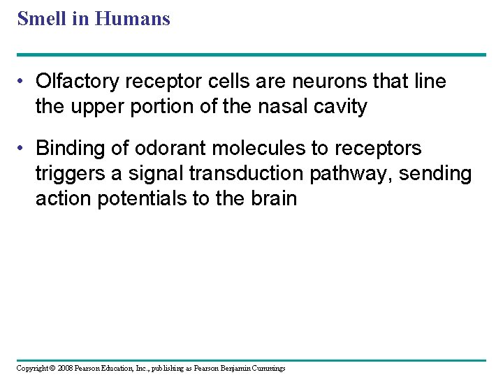 Smell in Humans • Olfactory receptor cells are neurons that line the upper portion