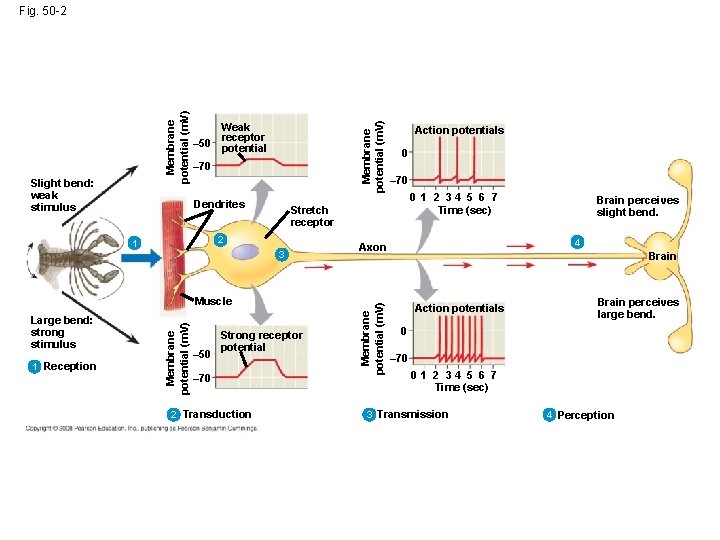 Membrane potential (m. V) Slight bend: weak stimulus Weak receptor – 50 potential –