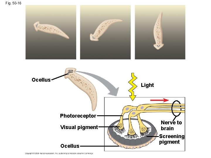 Fig. 50 -16 Ocellus Light Photoreceptor Visual pigment Ocellus Nerve to brain Screening pigment