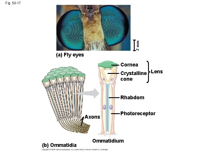 2 mm Fig. 50 -17 (a) Fly eyes Cornea Crystalline Lens cone Rhabdom Axons