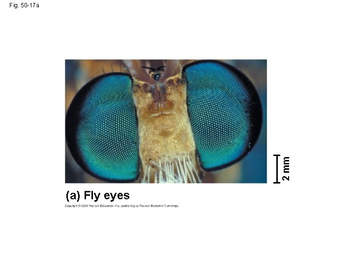 2 mm Fig. 50 -17 a (a) Fly eyes 