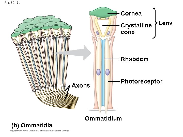 Fig. 50 -17 b Cornea Crystalline cone Lens Rhabdom Axons Photoreceptor Ommatidium (b) Ommatidia