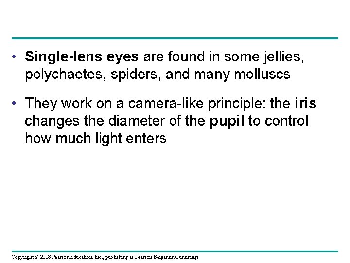  • Single-lens eyes are found in some jellies, polychaetes, spiders, and many molluscs