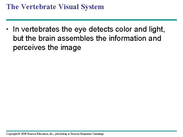 The Vertebrate Visual System • In vertebrates the eye detects color and light, but