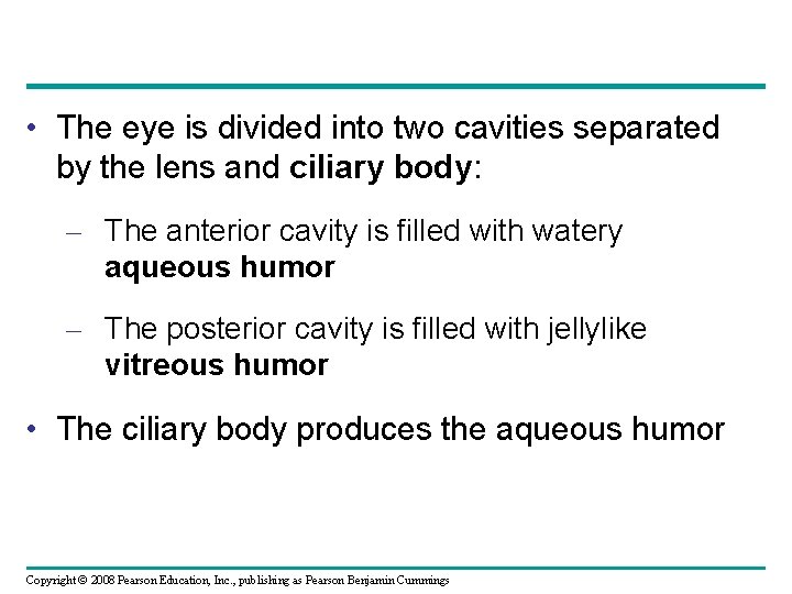  • The eye is divided into two cavities separated by the lens and