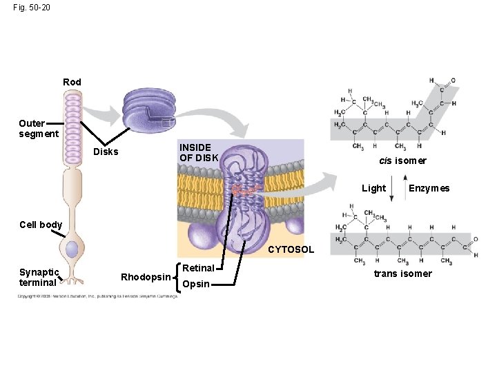 Fig. 50 -20 Rod Outer segment INSIDE OF DISK Disks cis isomer Light Enzymes