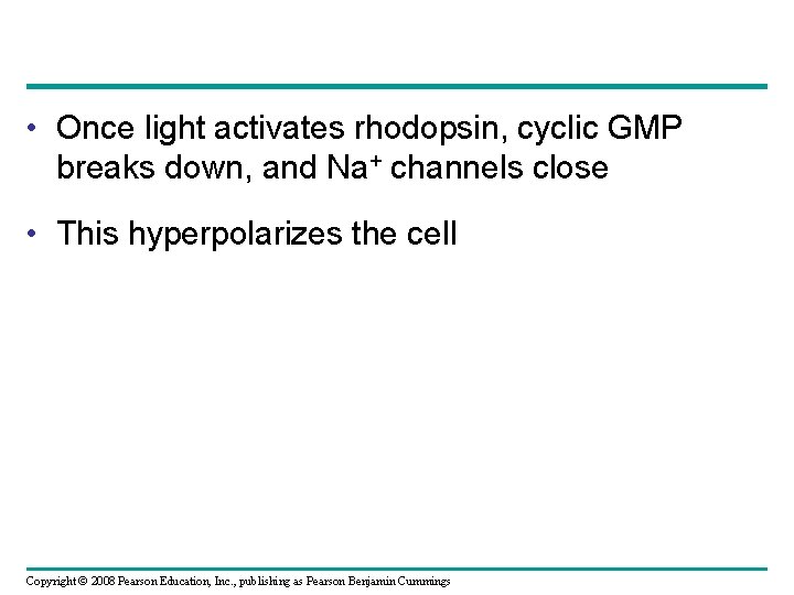  • Once light activates rhodopsin, cyclic GMP breaks down, and Na+ channels close