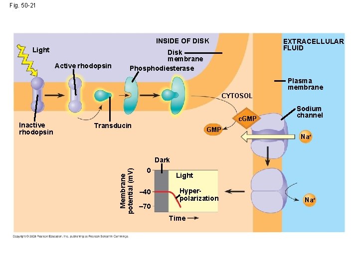 Fig. 50 -21 INSIDE OF DISK Light Active rhodopsin EXTRACELLULAR FLUID Disk membrane Phosphodiesterase