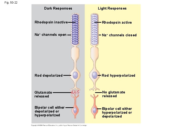 Fig. 50 -22 Dark Responses Light Responses Rhodopsin inactive Rhodopsin active Na+ channels open