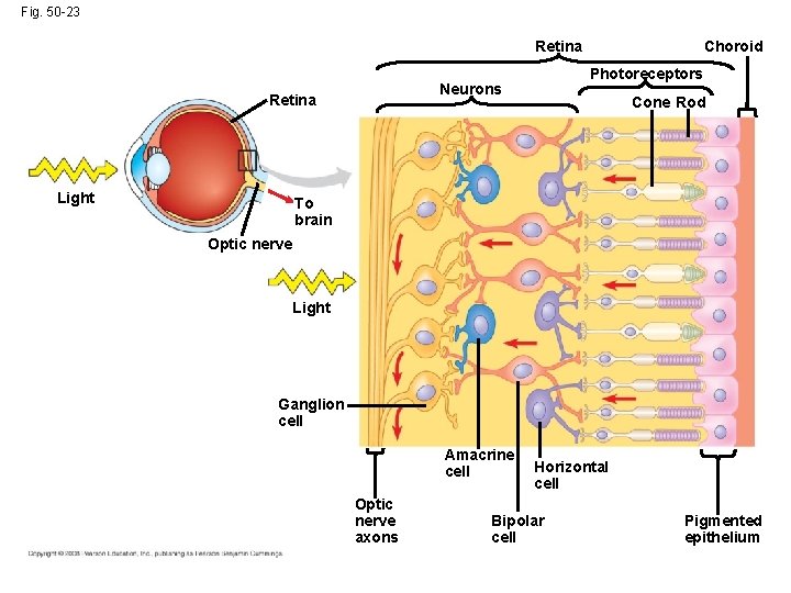 Fig. 50 -23 Retina Light Photoreceptors Neurons Retina Choroid Cone Rod To brain Optic