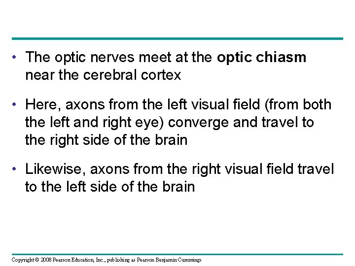  • The optic nerves meet at the optic chiasm near the cerebral cortex