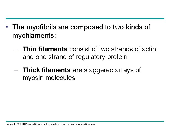  • The myofibrils are composed to two kinds of myofilaments: – Thin filaments