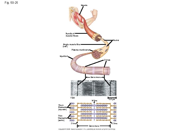 Fig. 50 -25 Muscle Bundle of muscle fibers Nuclei Single muscle fiber (cell) Plasma