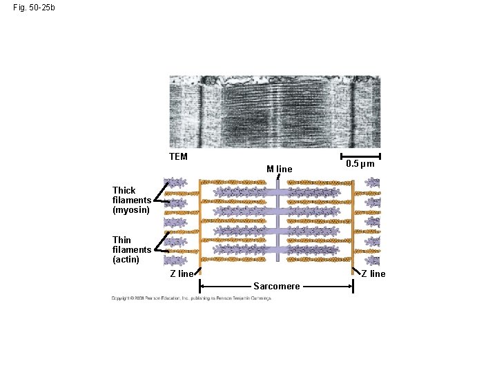 Fig. 50 -25 b TEM M line 0. 5 µm Thick filaments (myosin) Thin