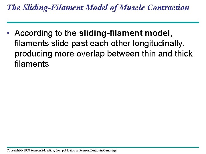 The Sliding-Filament Model of Muscle Contraction • According to the sliding-filament model, filaments slide