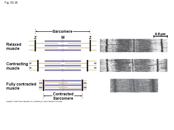 Fig. 50 -26 Sarcomere Z M Relaxed muscle Contracting muscle Fully contracted muscle Contracted