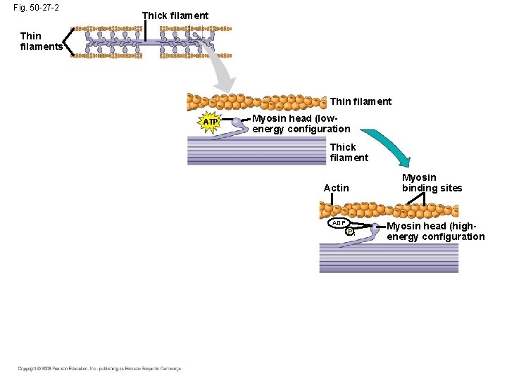 Fig. 50 -27 -2 Thick filament Thin filaments Thin filament ATP Myosin head (lowenergy