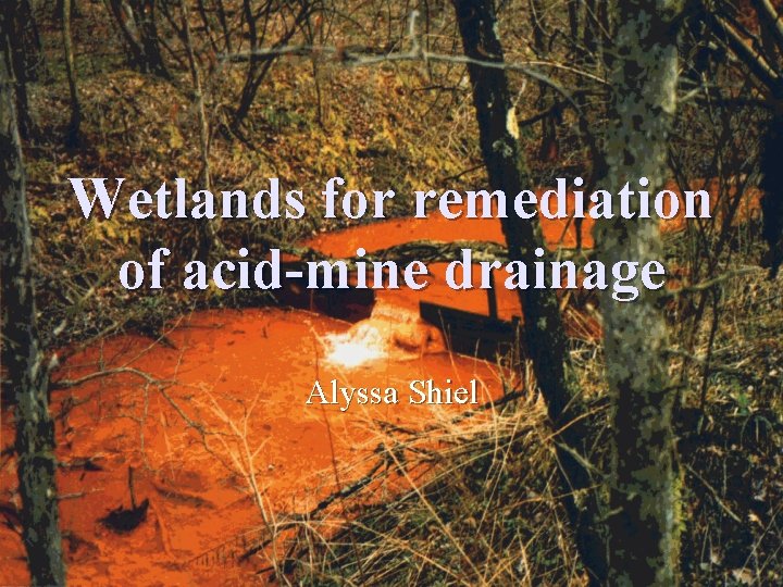 Wetlands for remediation of acid-mine drainage Alyssa Shiel 