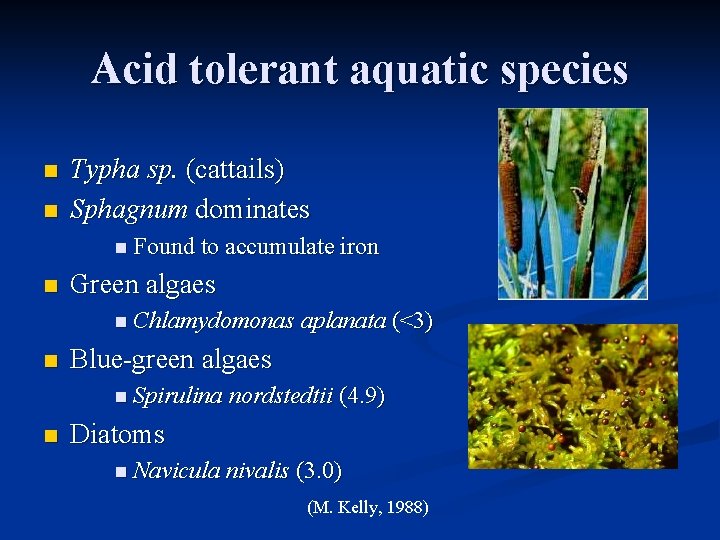 Acid tolerant aquatic species n n Typha sp. (cattails) Sphagnum dominates n Found to