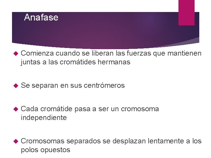 Anafase Comienza cuando se liberan las fuerzas que mantienen juntas a las cromátides hermanas