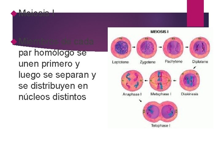  Meiosis I Miembros de cada par homólogo se unen primero y luego se