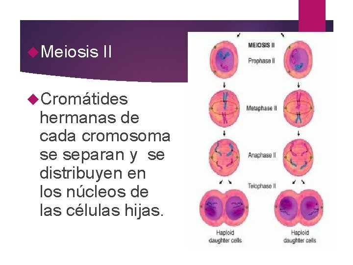  Meiosis II Cromátides hermanas de cada cromosoma se separan y se distribuyen en
