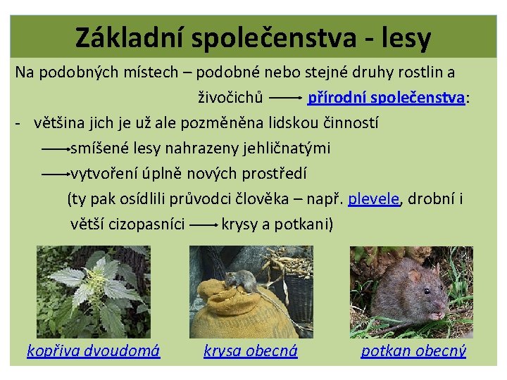 Základní společenstva - lesy Na podobných místech – podobné nebo stejné druhy rostlin a