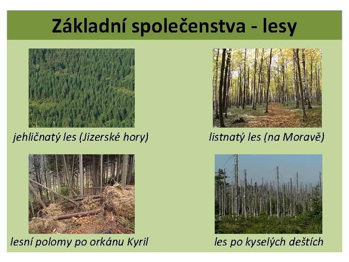 Základní společenstva - lesy jehličnatý les (Jizerské hory) listnatý les (na Moravě) lesní polomy