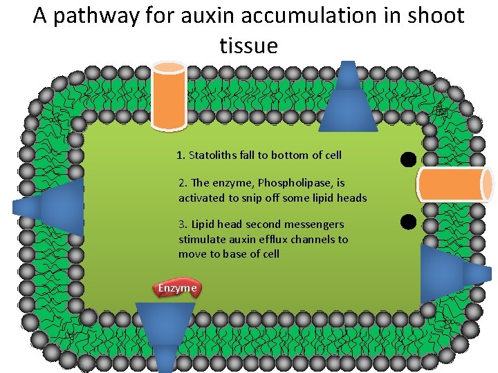 A pathway for auxin accumulation in shoot tissue 1. Statoliths fall to bottom of